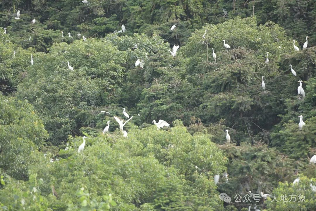 蕲春这个地方春夏季才是白鹤鹤群的快活林-第3张图片-蕲春在线