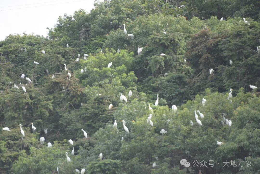 蕲春这个地方春夏季才是白鹤鹤群的快活林-第6张图片-蕲春在线