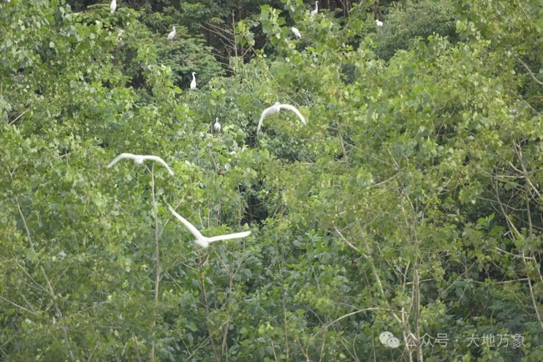 蕲春这个地方春夏季才是白鹤鹤群的快活林-第7张图片-蕲春在线