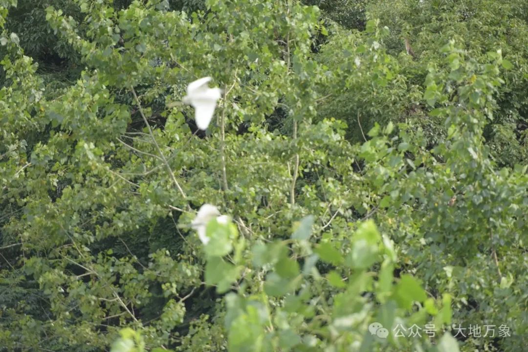 蕲春这个地方春夏季才是白鹤鹤群的快活林-第9张图片-蕲春在线