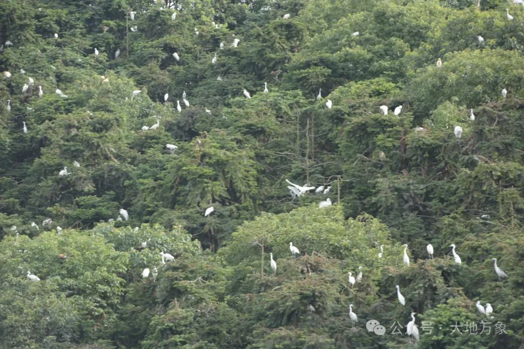 蕲春这个地方春夏季才是白鹤鹤群的快活林-第10张图片-蕲春在线