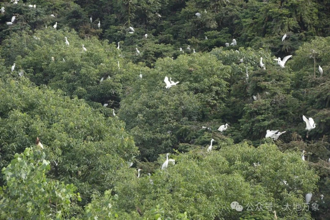 蕲春这个地方春夏季才是白鹤鹤群的快活林-第14张图片-蕲春在线